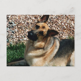 Quizzical German Shepherd Postcard