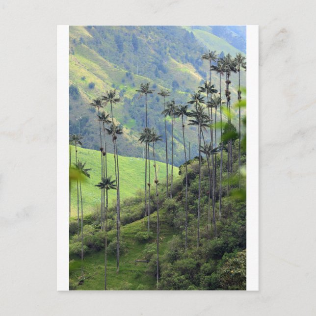 Qunidio wax palms in Cocora Valley Postcard (Front)