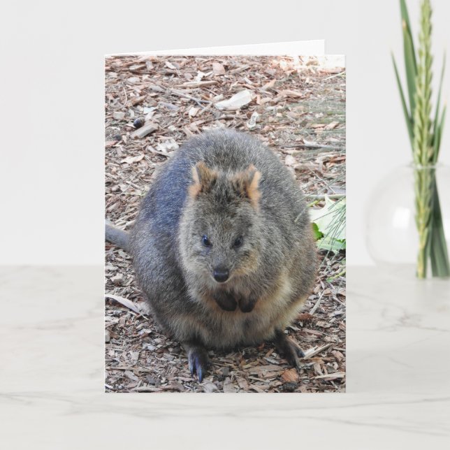 Quokka Card (Front)
