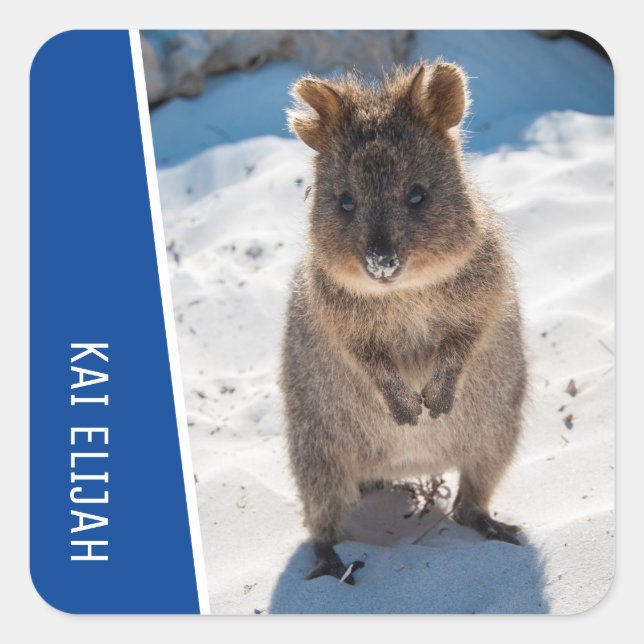 Quokka Cute Animal on the Beach Australia Blue Square Sticker (Front)