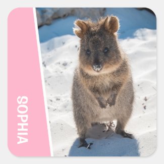 Quokka Cute Animal on the Beach Australia Pink