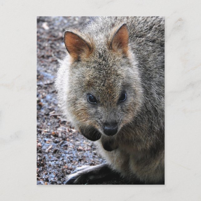 Quokka Holiday Postcard (Front)