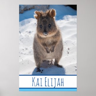 Quokka on the Beach Australia Blue Boys