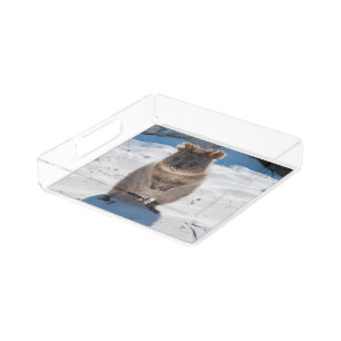 Quokka on the Beach Australia, Cute Animal Photo Acrylic Tray