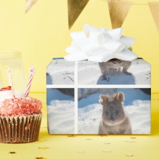 Quokka on the Beach in Australia, Cute Animal