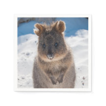 Quokka on the beach in Australia, cute photo