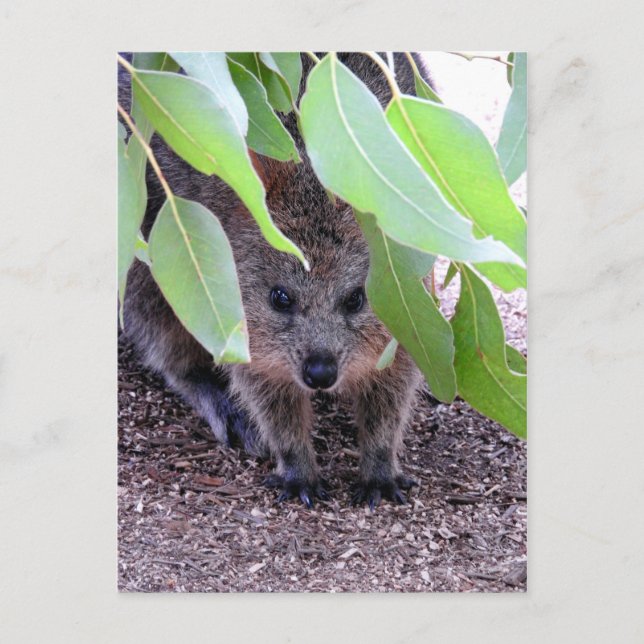 Quokka Postcard (Front)