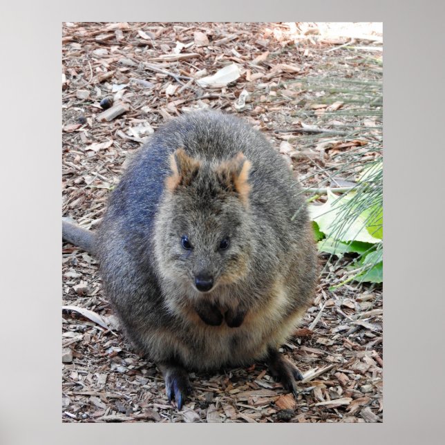 Quokka Poster (Front)