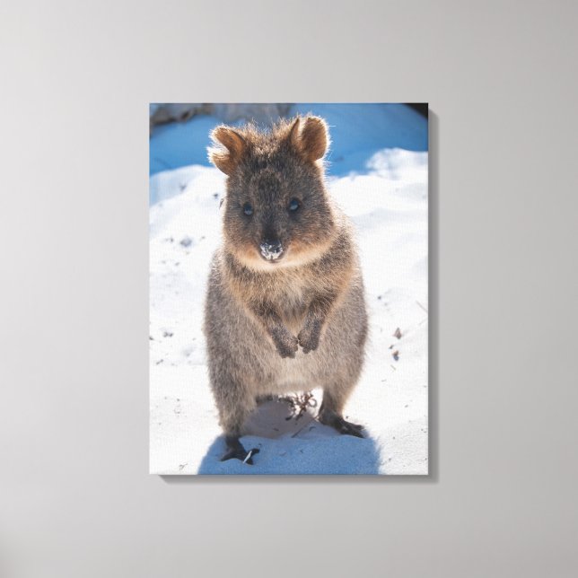 Quokka, Rottnest Island, Australia Canvas Print (Front)