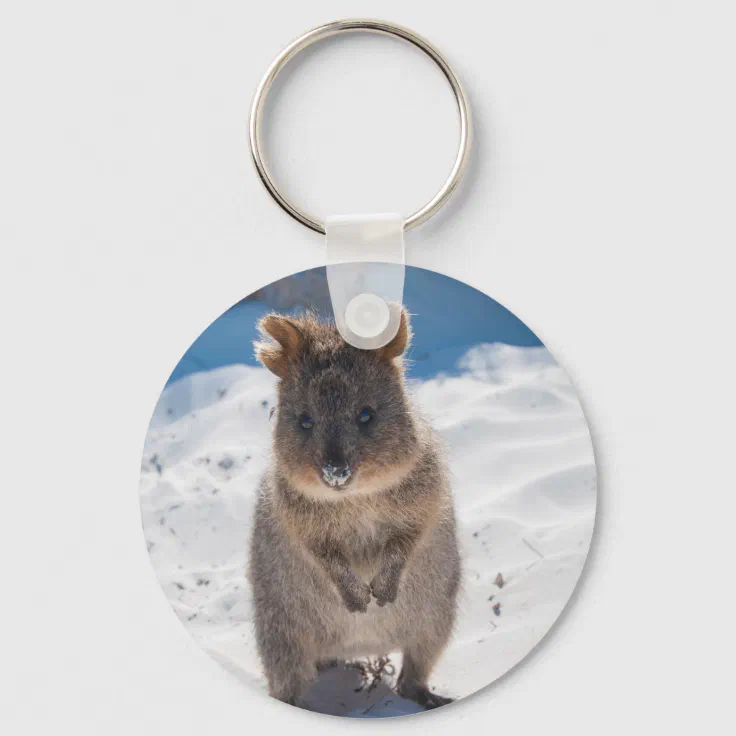 /quokka_the_happiest_animal_in_the_w...