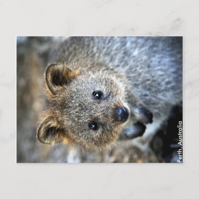 Quokka Western Australia Postcard (Front)