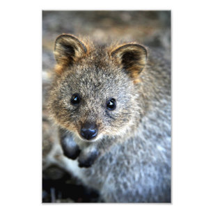 Quokka Western Australian Marsupial Photo Print
