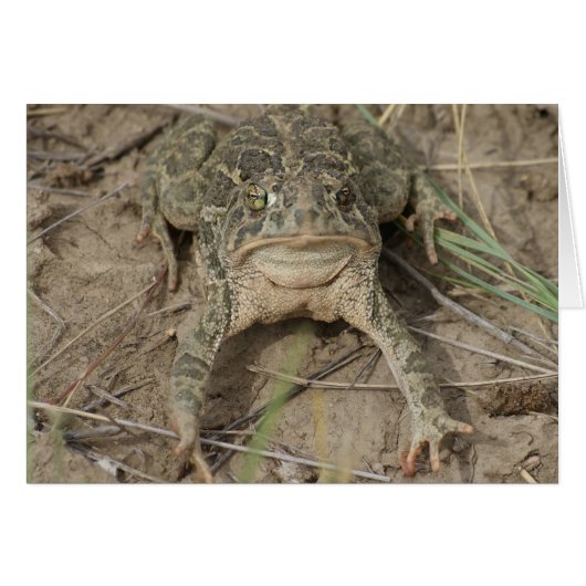 R10 Prairie Toad Cards (Front Horizontal)