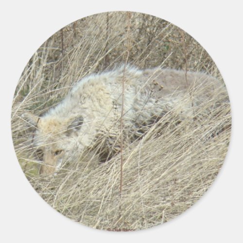 R13 Coyote in Tall Grass Classic Round Sticker