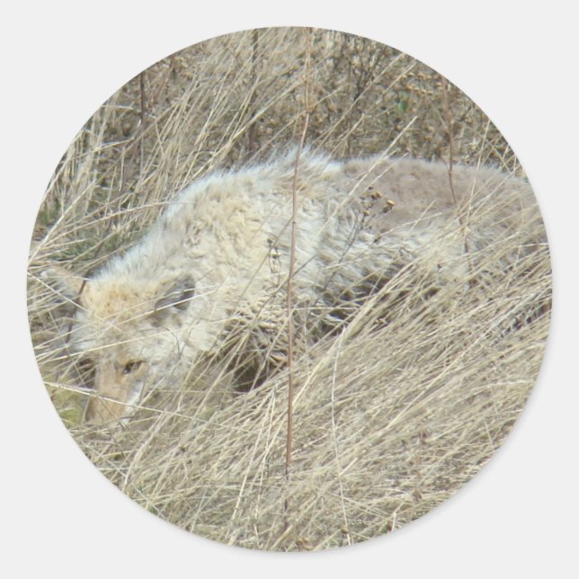 R13 Coyote in Tall Grass Classic Round Sticker (Front)