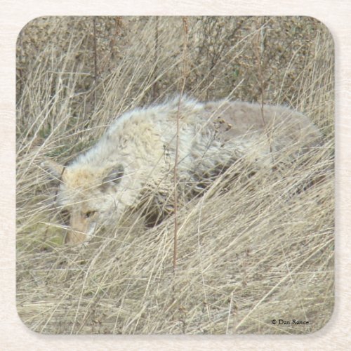 R13 Coyote in Tall Grass Square Paper Coaster
