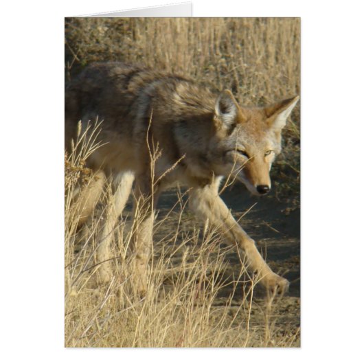 R14 Coyote Walking Cards (Front)