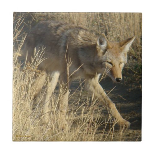 R14 Coyote Walking Ceramic Tile