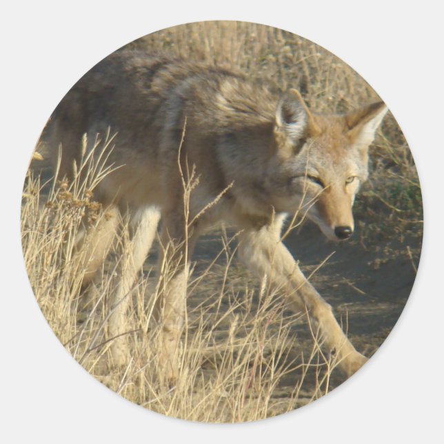 R14 Coyote Walking Classic Round Sticker (Front)
