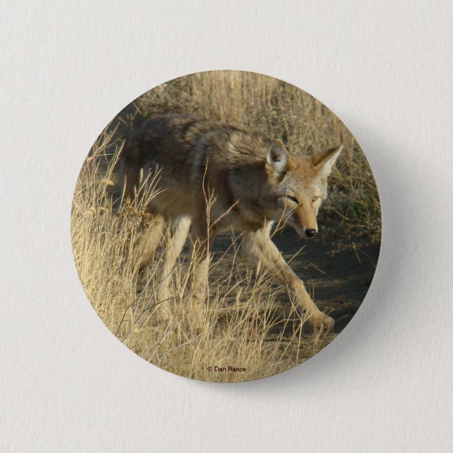 R14 Coyote Walking Pinback Button (Front)