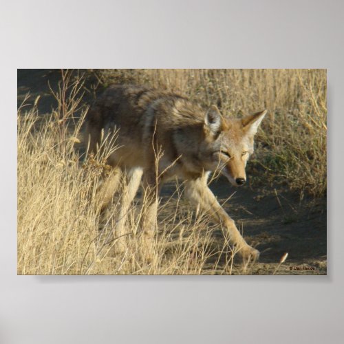 R14 Coyote Walking Poster