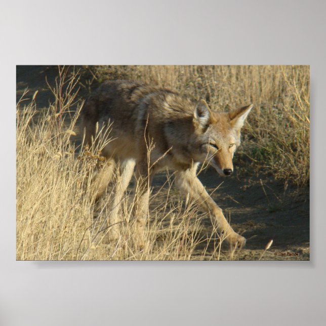 R14 Coyote Walking Poster (Front)