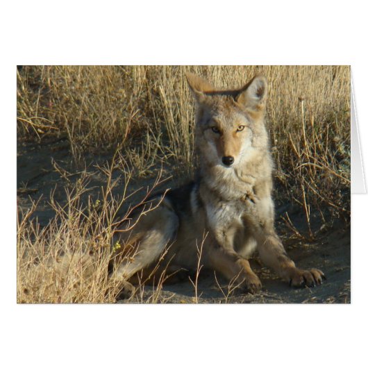 R15 Coyote Laying Cards (Front Horizontal)