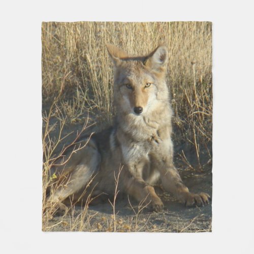 R15 Coyote Laying Fleece Blanket