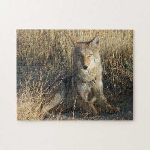 R15 Coyote Laying Jigsaw Puzzle