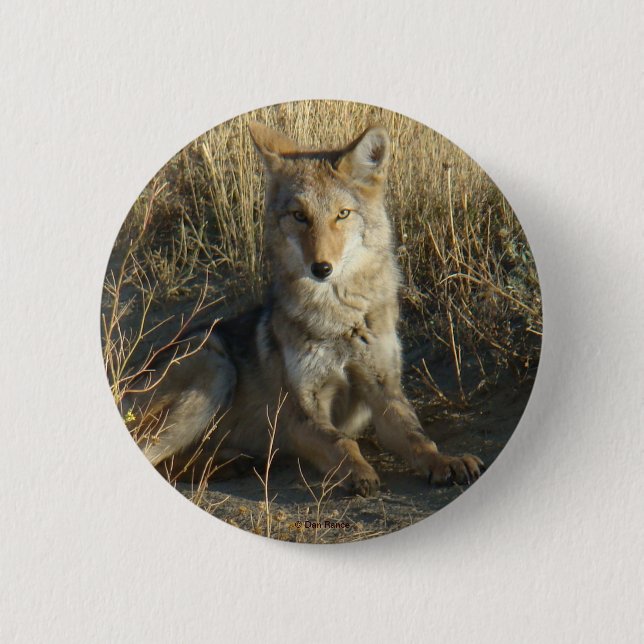 R15 Coyote Laying Pinback Button (Front)