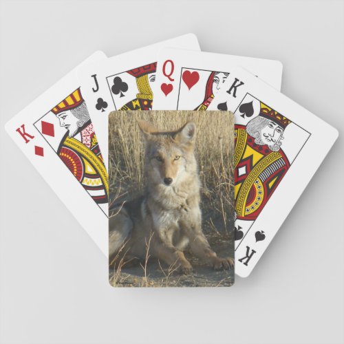 R15 Coyote Laying Poker Cards