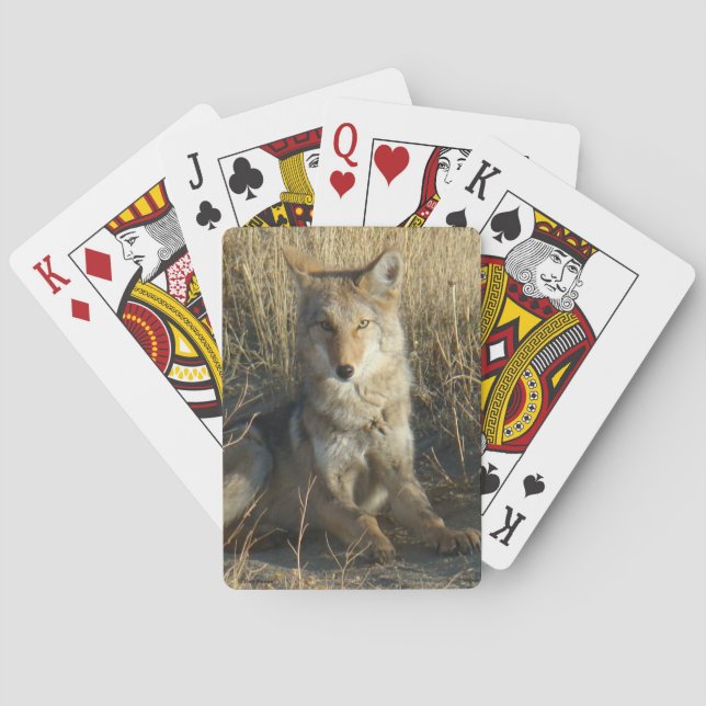R15 Coyote Laying Poker Cards (Back)