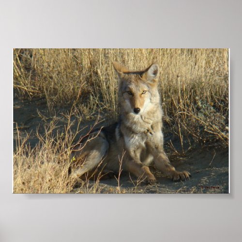 R15 Coyote Laying Poster
