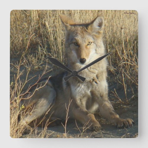 R15 Coyote Laying Square Wall Clock