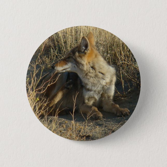 R16 Coyote Scratching Button (Front)