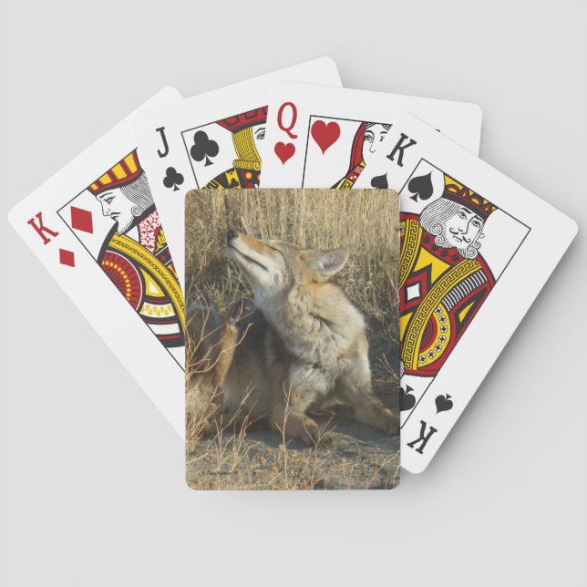 R17 Coyote Scratching Poker Cards (Back)