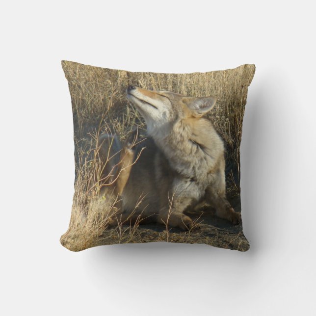 R17 Coyote Scratching Throw Pillow (Front)