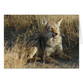 R18 Coyote Laying (Front Horizontal)