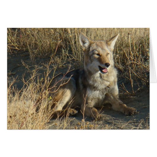 R18 Coyote Laying (Front Horizontal)