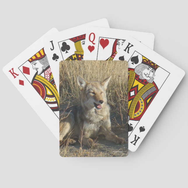 R18 Coyote Laying Poker Cards (Back)