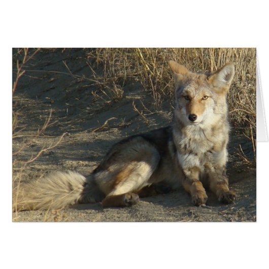 R19 Coyote Laying Cards (Front Horizontal)