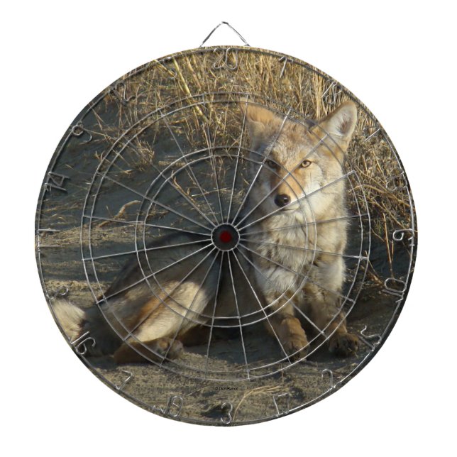 R19 Coyote Laying Dart Board (Front)