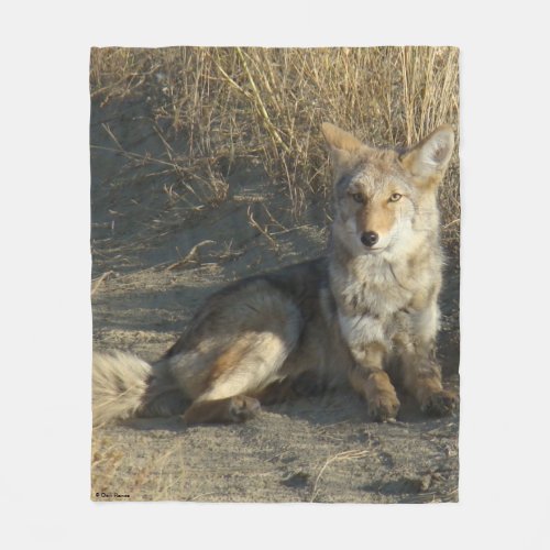 R19 Coyote Laying Fleece Blanket