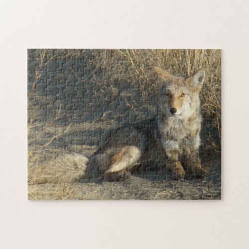 R19 Coyote Laying Jigsaw Puzzle