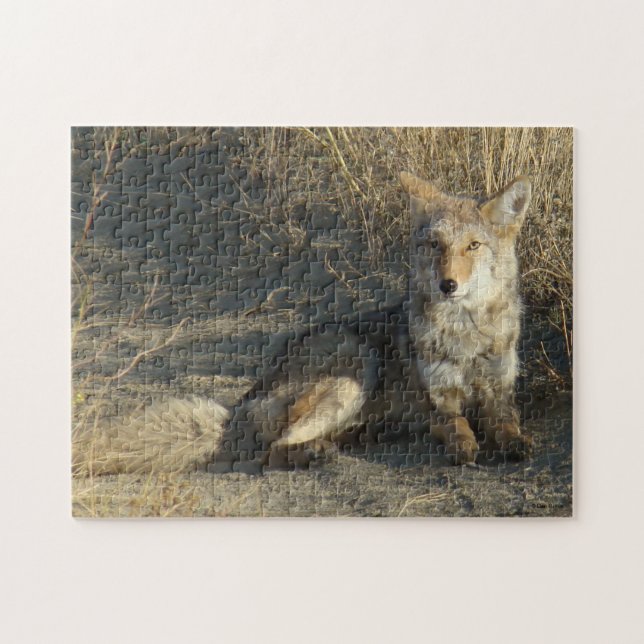 R19 Coyote Laying Jigsaw Puzzle (Horizontal)