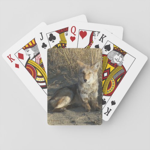 R19 Coyote Laying Poker Cards