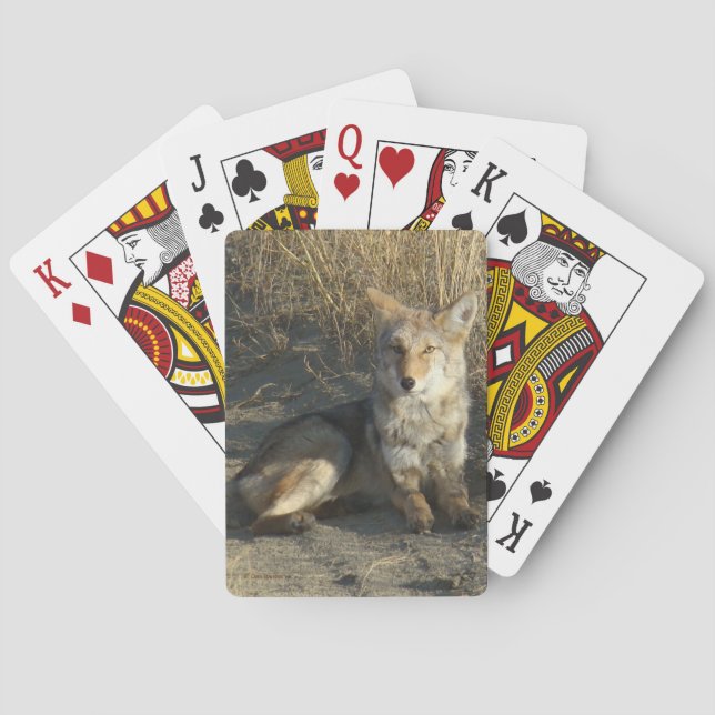 R19 Coyote Laying Poker Cards (Back)