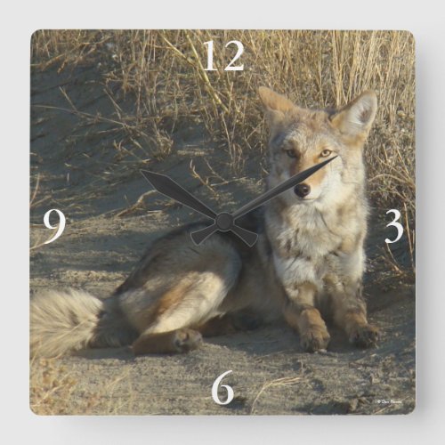 R19 Coyote Laying Square Wall Clock