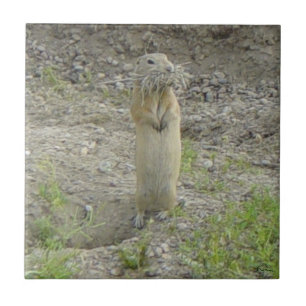 R1 Richardson's Ground Squirrel "Gopher" Ceramic Tile