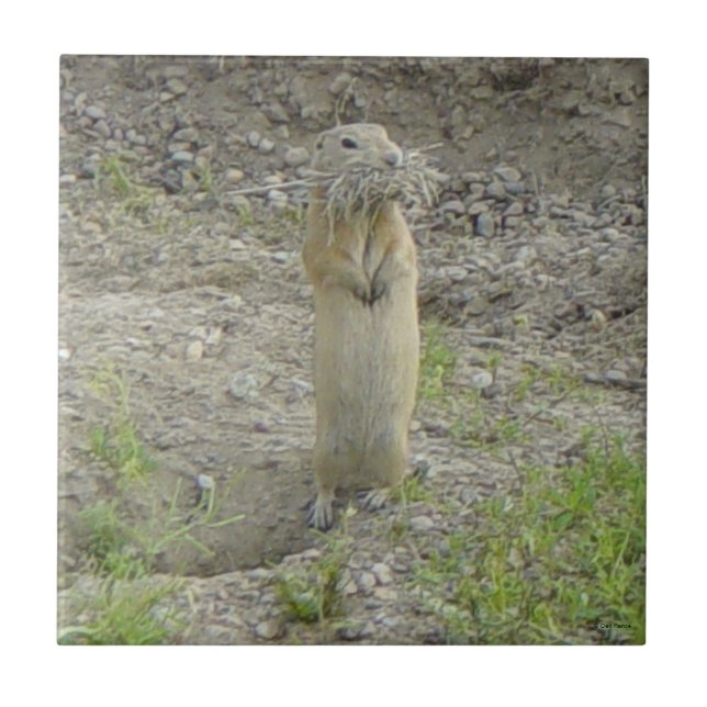 R1 Richardson's Ground Squirrel "Gopher" Ceramic Tile (Front)